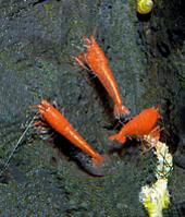 3 Opae'ula