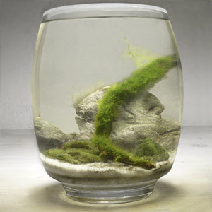 vægakvarium